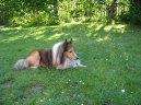 :  > Sheltie (Shetland Sheepdog)