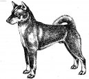 :  > Shikoku-Inu (Shikoku)