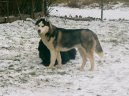 :  > Sibisk husky (Siberian Husky)