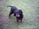 :  > Skotsk setr, Gordonsetr (Scotch Setter, Gordon Setter)