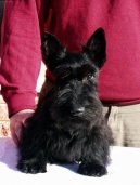 :  > Skotsk terir (Scottish Terrier)