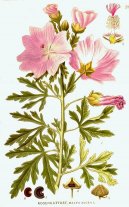 :  > Slz Pehlen (Malva neglecta Wallr.)