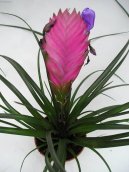 :  > Tillandsie (Tillandsia)