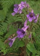 :  > Toivka (Streptocarpus)