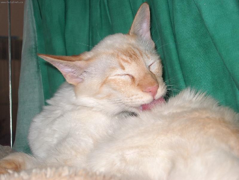 Foto: Celeborn z Valimaru - BAL d