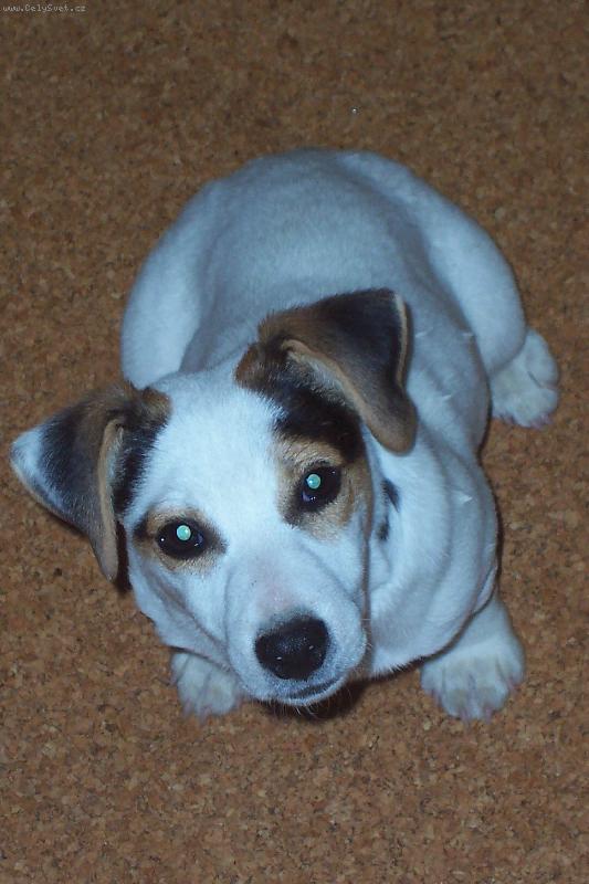 Foto: Spike
