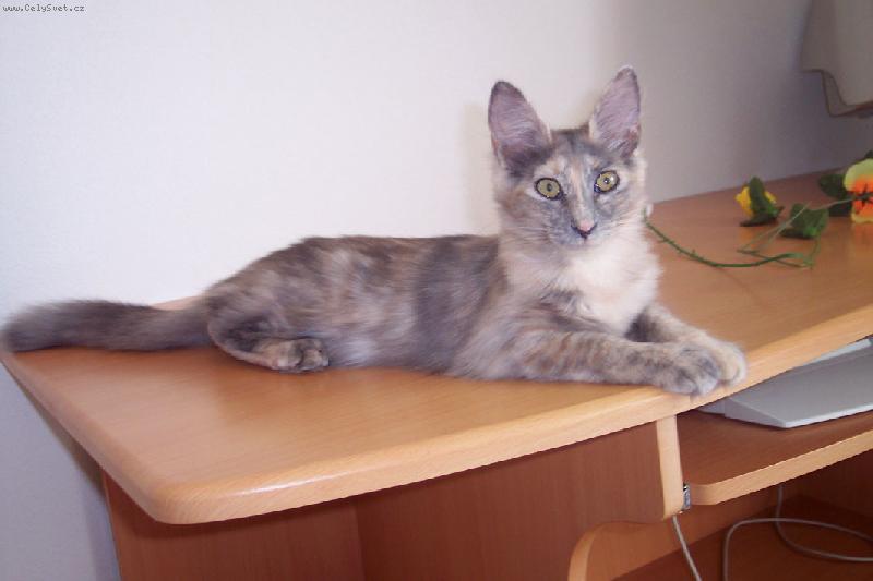 Foto: Iola