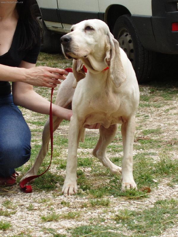 Foto: Ch.Ringo-Ringo