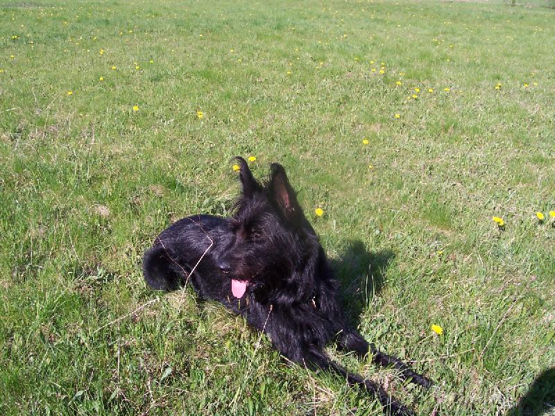 Foto: Pikardsk� ov��k-Jmenuji se Jim