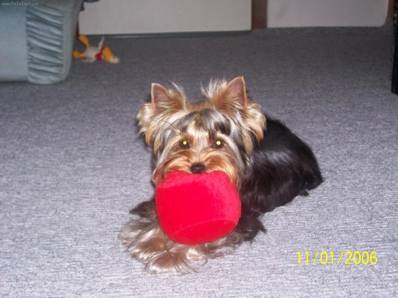 Foto: Bessy