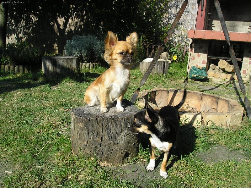 Foto: Jessy a Lilly