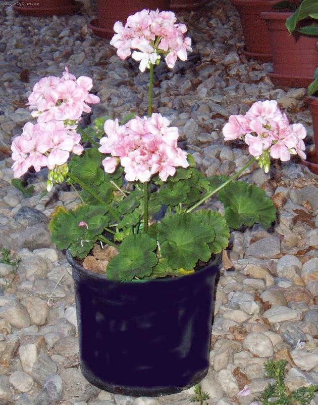 Foto: r��ov� pohoda