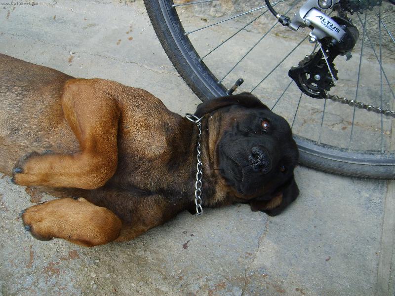 Foto: Bern��ek-N� pejs�nek..