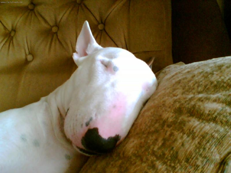 Foto: Timothy Leary Hamentashen