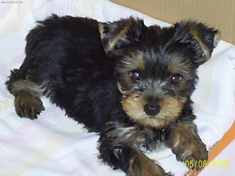 Foto: mi��nek-�t���tko