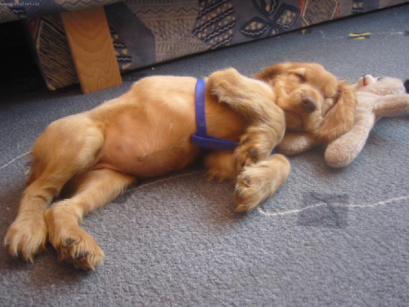 Foto: Nelli�ka hajink�