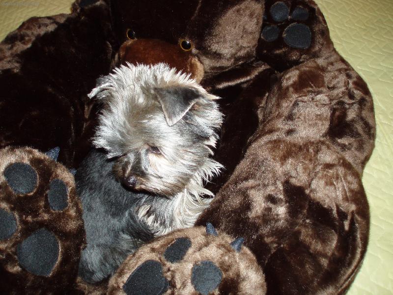 Foto: Baru�ka a medv�d