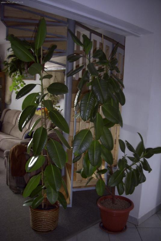 Foto: fikus kau�ukov�