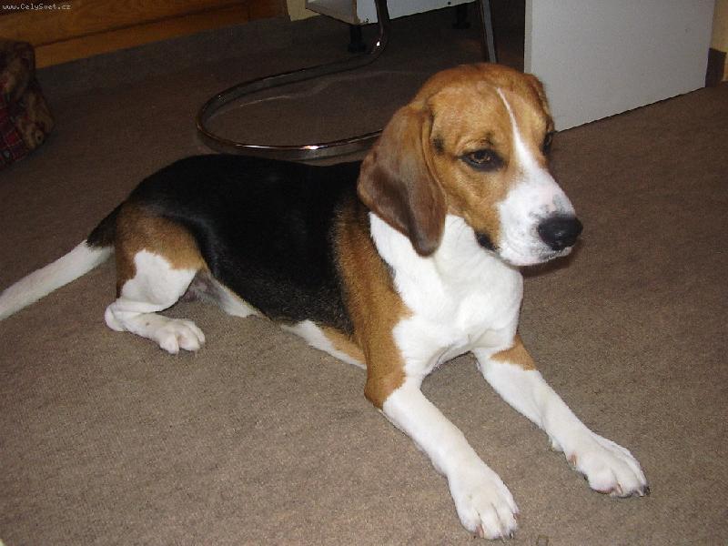 Foto: Johny-Trocha zamy�len� ...