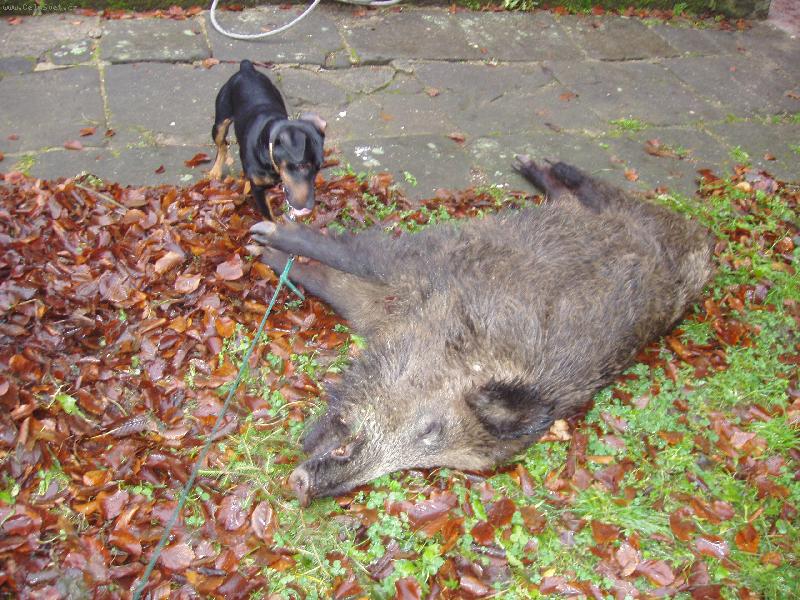 Foto: Argo a pras�tko