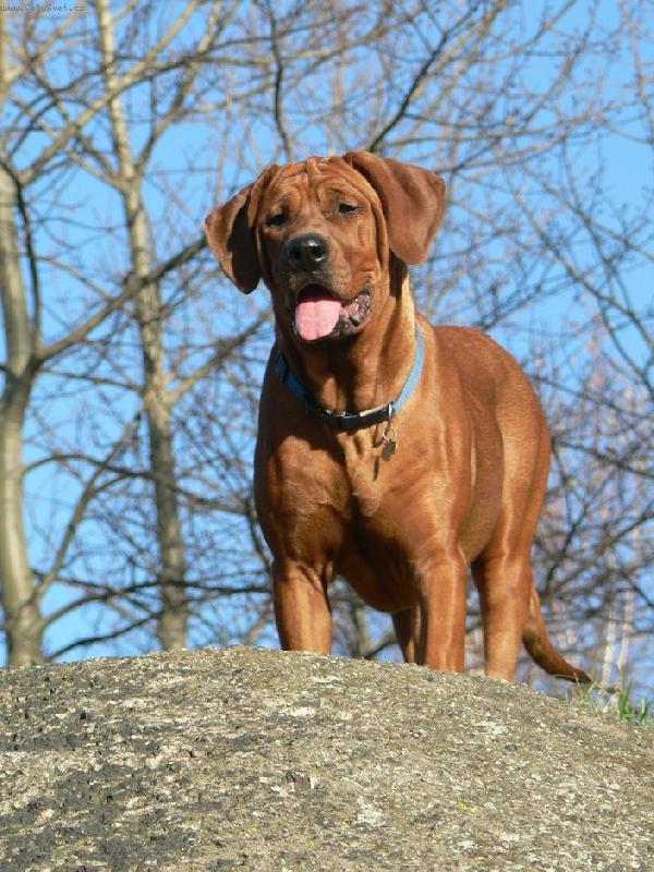 Foto: Dailley Diamant severu-5 m�s�c�