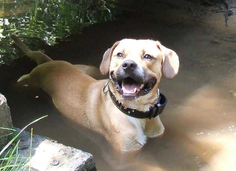 Foto: mazl��ek Br��a