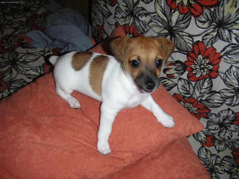 Foto: Model Dennysek