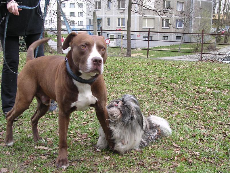 Foto: M�j nejv�t�� kamar�d...