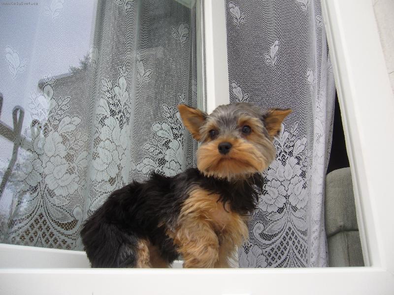 Foto: koukam z balkonu