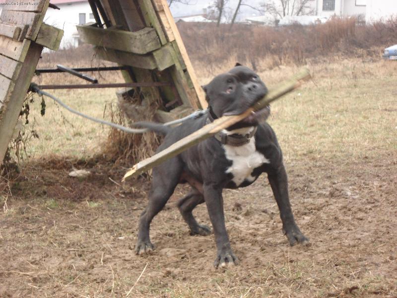 Foto: Baxo-cvi�i�te