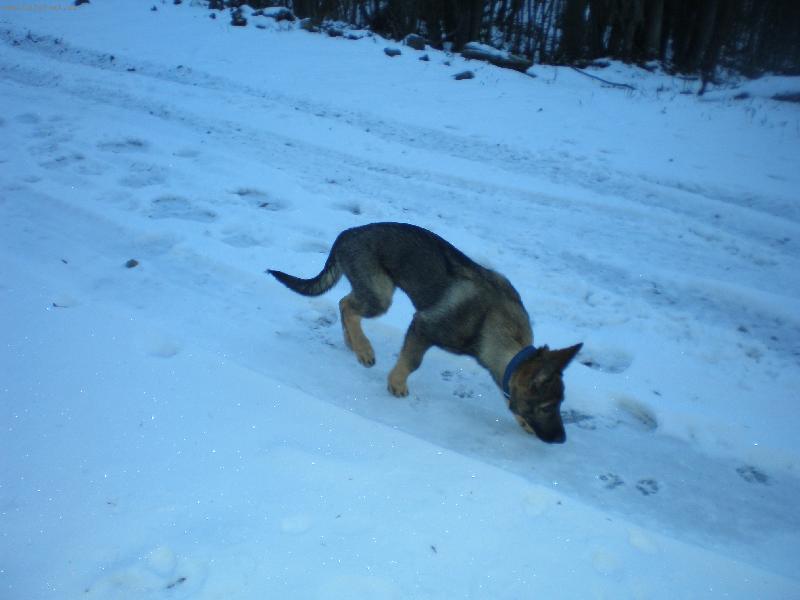 Foto: Charly-Charly spozn�va sneh