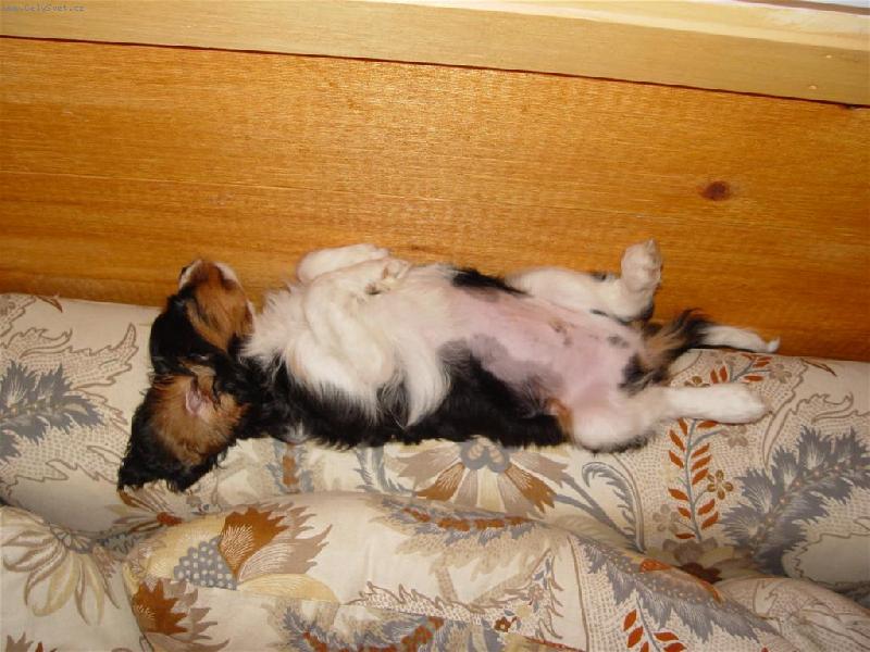 Foto: ENDIK-zlaticko