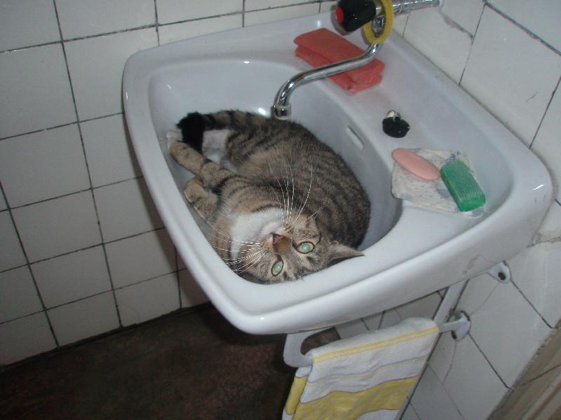 Foto: u babi�ky v umyvadle,...