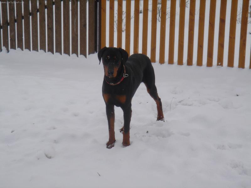 Foto: muj prvni snih-Enzik