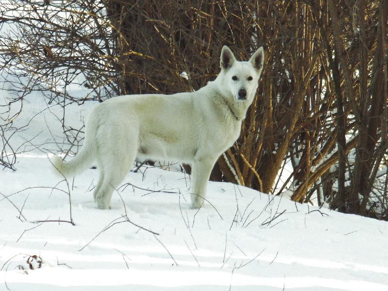 Foto: Proch�zka v zim�