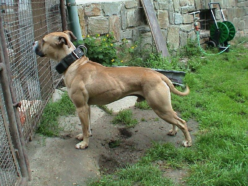 Foto: PitBull \"MAILO\"