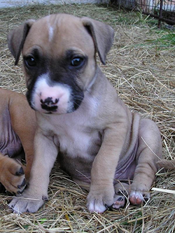 Foto: PitBull \"MAILO\"