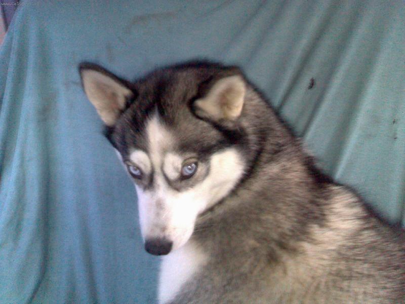 Foto: Daisy-Sibi�sk� husky