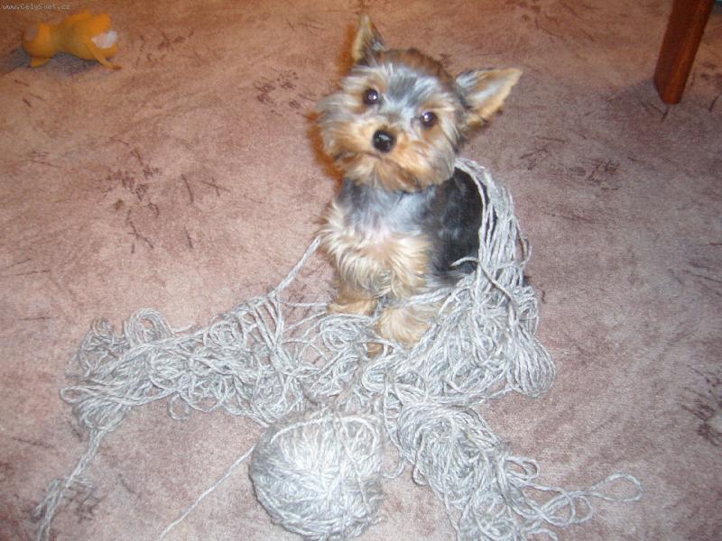 Foto: chtela sem se naucit plest :-)