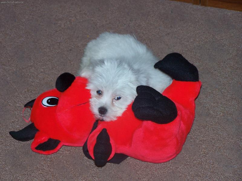 Foto: Bi�onek n� �ert