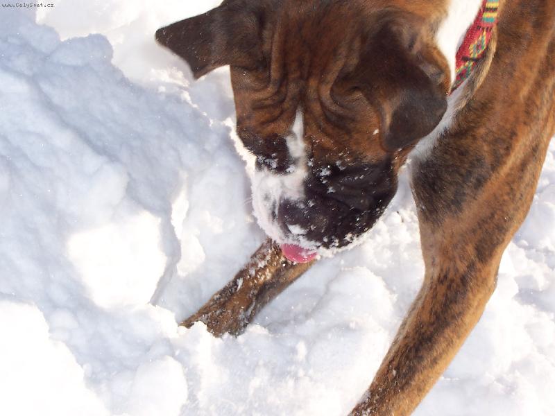 Foto: Elinka a sn�h