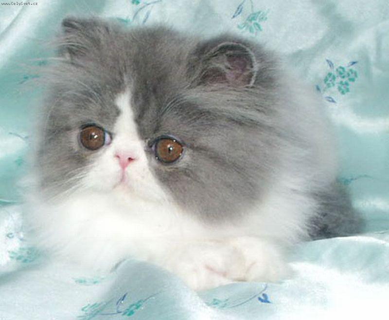 Foto: Kocour Garf-www.monarcha.cz