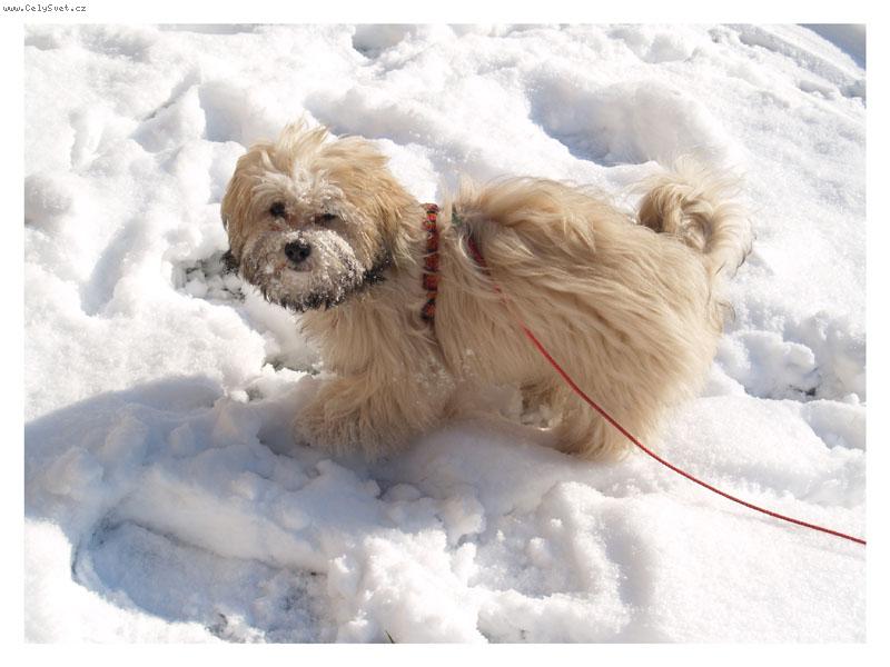 Foto: Ange-ve sn�hu