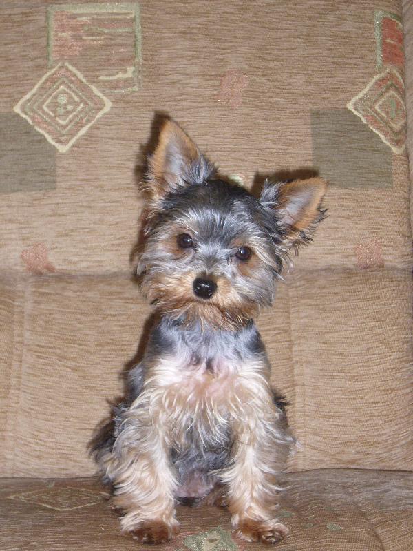 Foto: hm moje kresilko