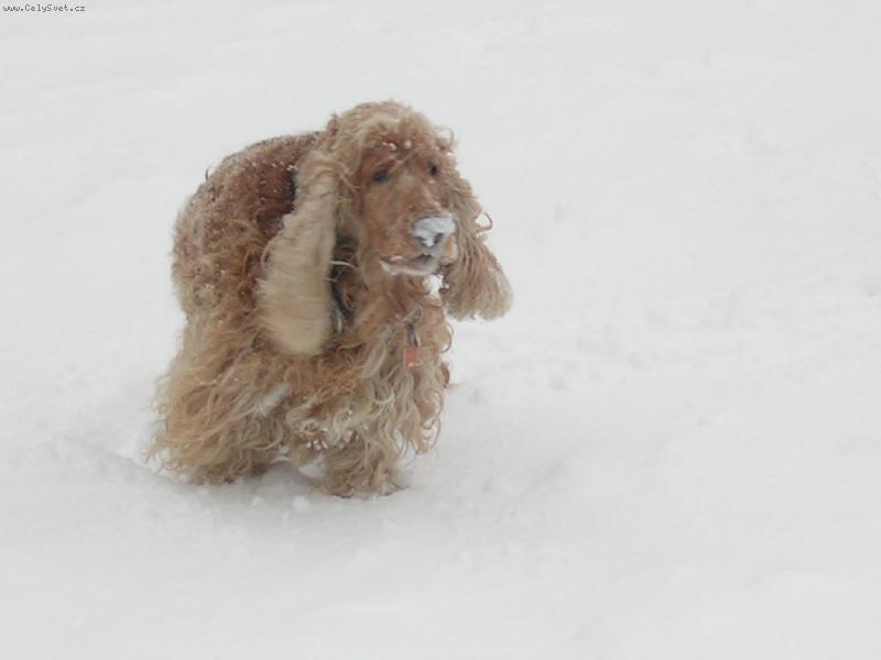 Foto: v zim�-Rone�ek