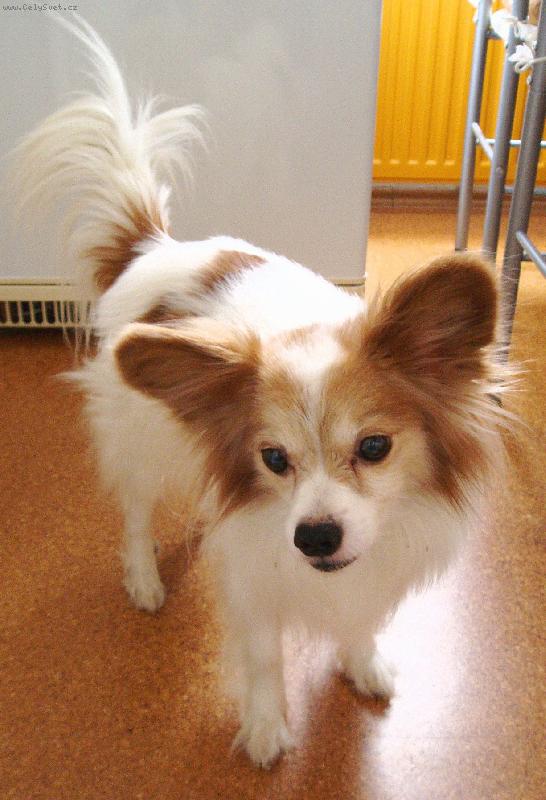 Foto: Vik-n� 13-ti let� Vikou�ek:)