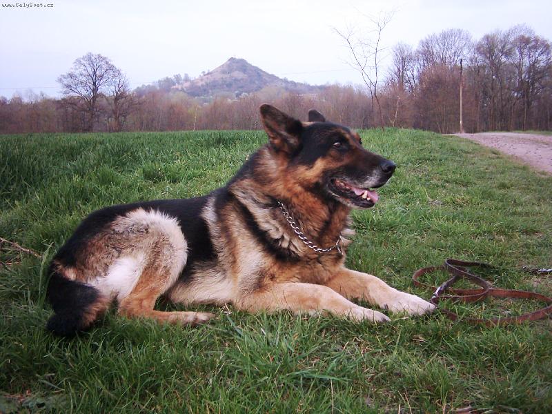 Foto: pes a p��roda-Andy