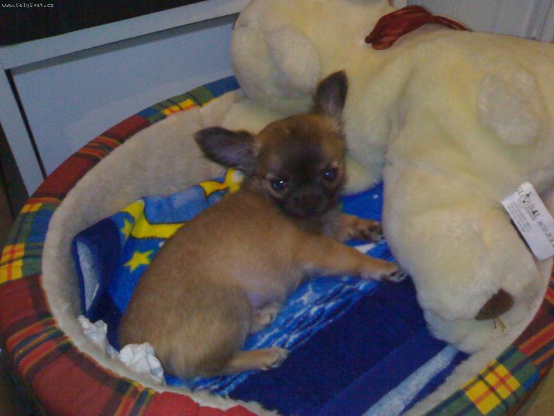 Foto: Chicco
