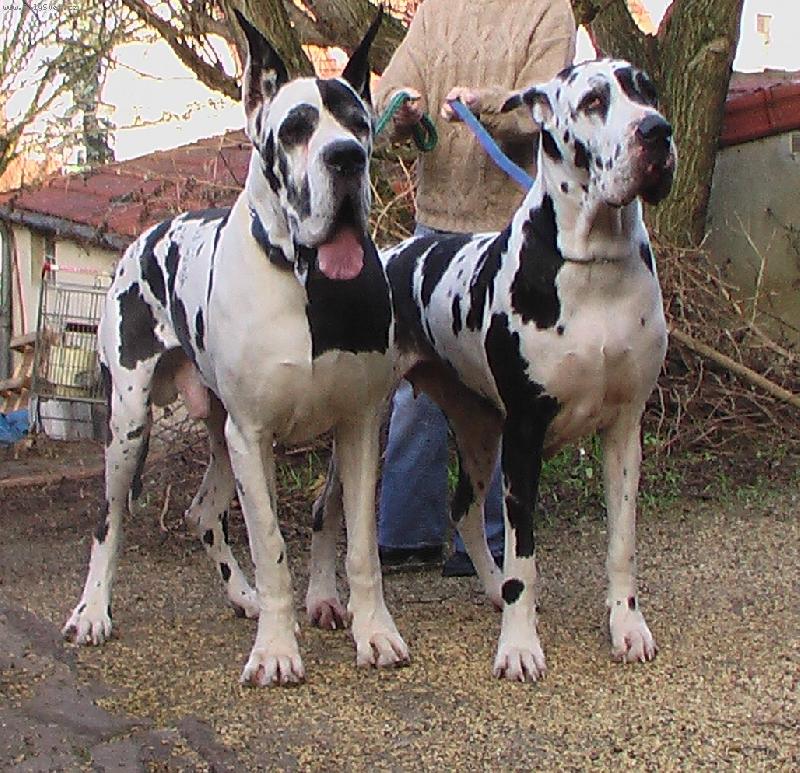 Foto: Roger de misandre + Nike Mirez Bohemia