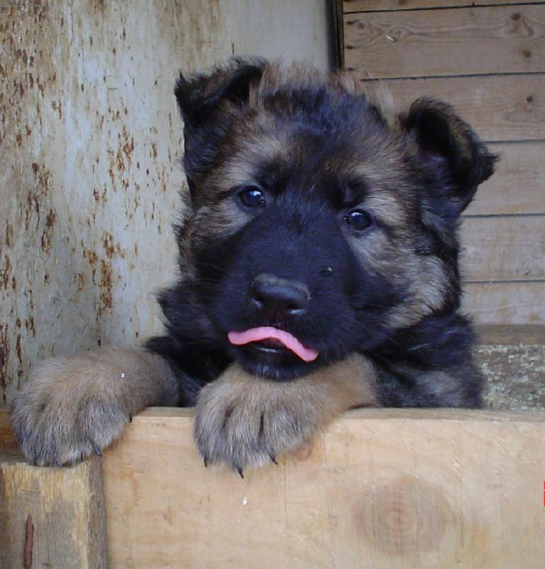 Foto: Gassi z Hol�kova